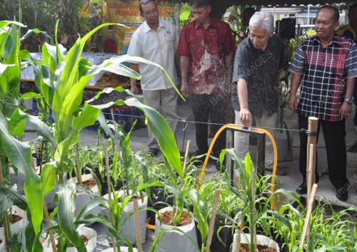 TR01_07122012_JAGUNG
