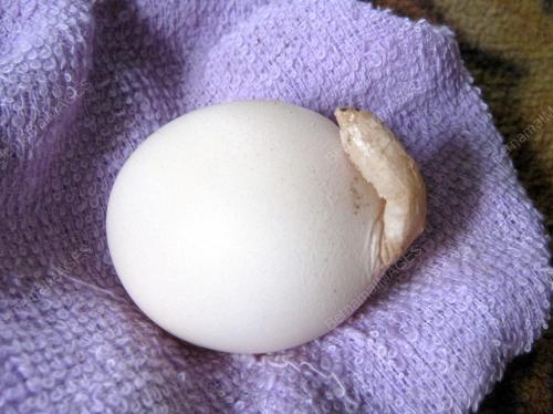 TR01_08012012_TELUR