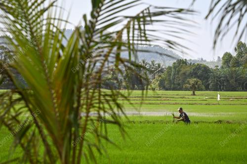 PESAWAH