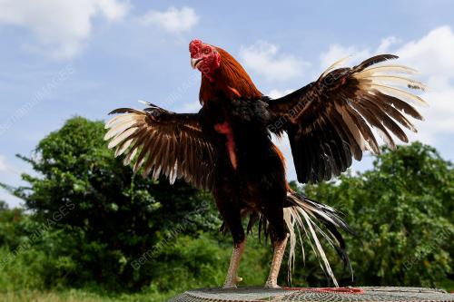 AYAM RATU