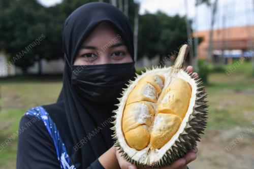 DURIAN KAMPUNG PREMIUM