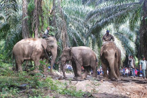 GAJAH LIAR