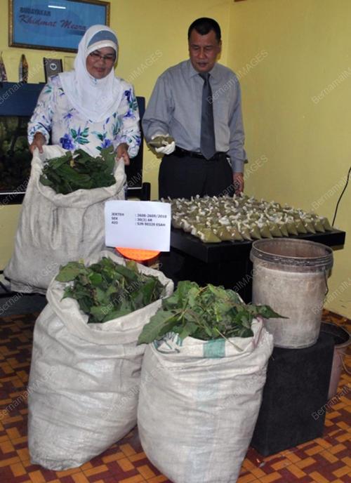 _DAUN KETUM