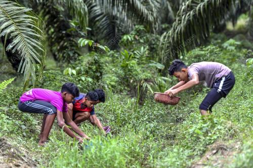 BUDAK KAMPUNG TANGKAP IKAN LAGA