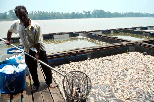 TR01_10092019_IKAN_SANGKAR