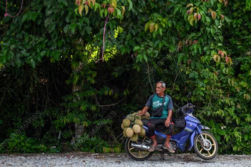 DURIAN KAMPUNG TERENGGANU