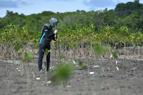 PETRONAS_POKOK BAKAU