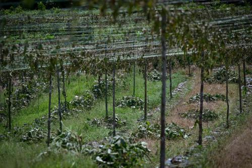 TANAMAN ROSAK AKIBAT CUACA PANAS