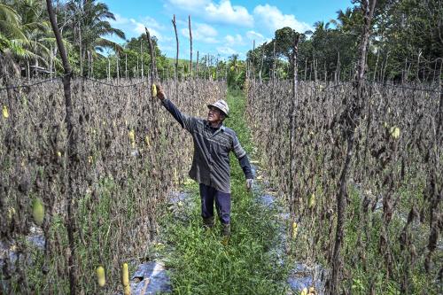 TANAMAN ROSAK AKIBAT CUACA PANAS