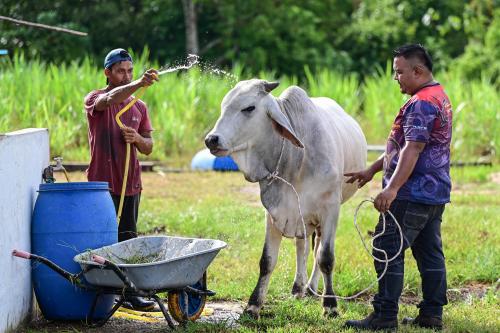 LEMBU KORBAN
