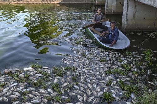 IKAN MATI AKIBAT CUACA PANAS