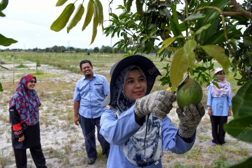 MANGGA HARUMANIS TERENGGANU