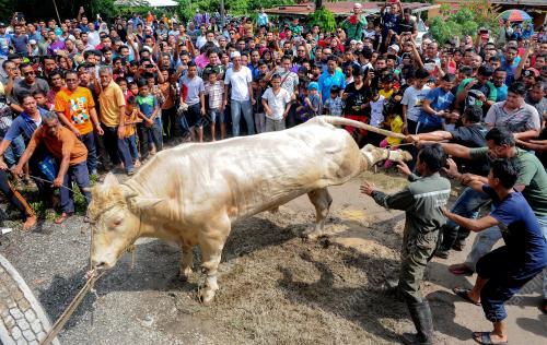 TR01_13092016_LEMBU_KORBAN