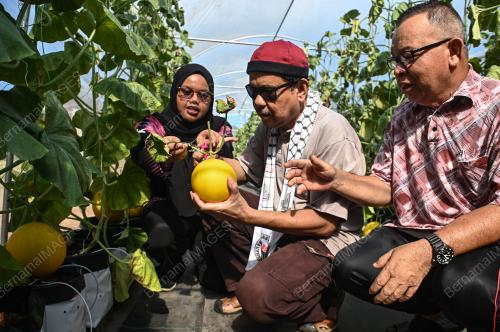 BRAILLE MELON MANIS TERENGGANU