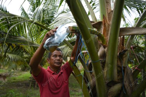 AIR NIRA KELAPA