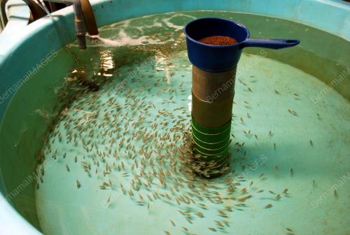 TR01_15032012_IKAN
