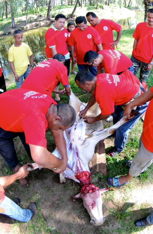 TR01_15102013_SEMBELIH_QURBAN