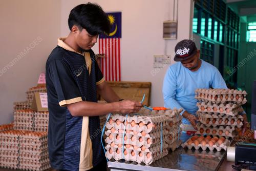 TELUR AYAM