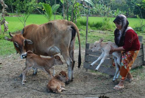 LEMBU KEMBAR TIGA