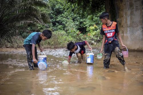 MENYAUK ANAK IKAN KELAH MERAH