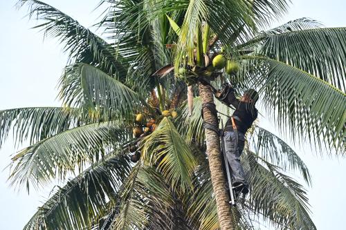 PANJAT POKOK KELAPA GUNA BERUK BESI