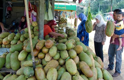 CEMPEDAK