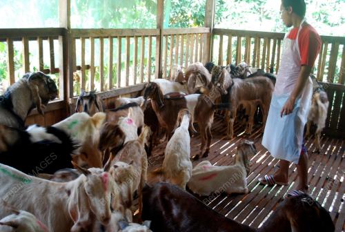 KAMBING_KORBAN