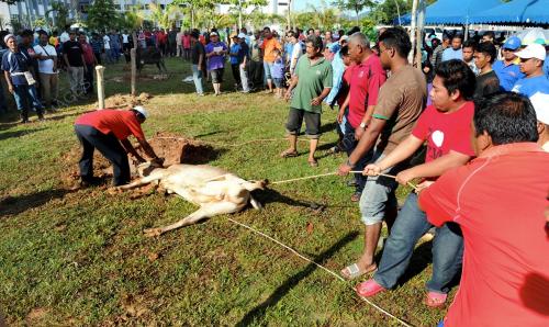 TR01_16102013_KORBAN_PERDANA