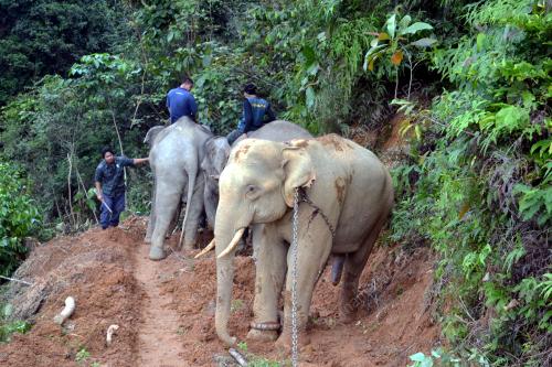 TR01_17012014_PINDAH_GAJAH