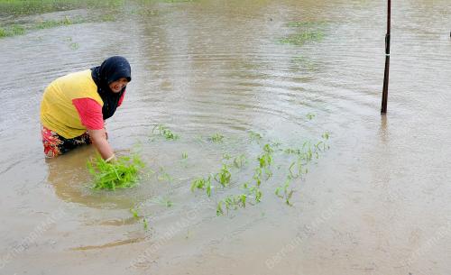 TR01_17112014_SAYUR_MUSNAH