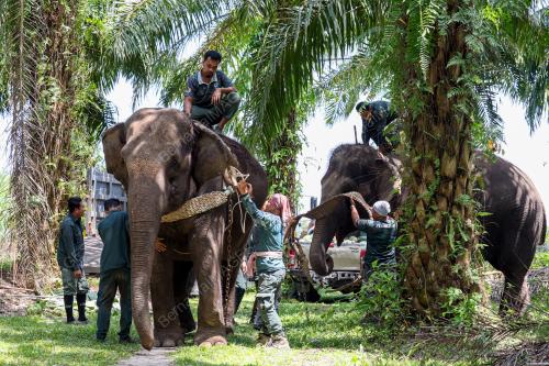 OPERASI PINDAH GAJAH
