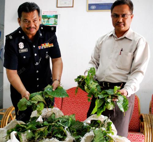 DAUN KETUM