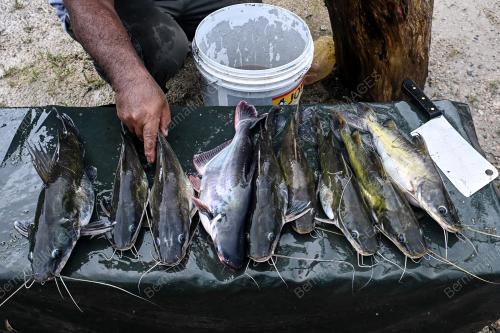 SAMBUTAN IKAN DARAT MUSIM TENGKUJUH