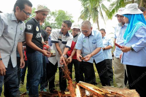 TR01_19022017_KUMBANG_MERAH