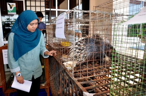 TR01_19042017_PERHILITAN_RAMPAS