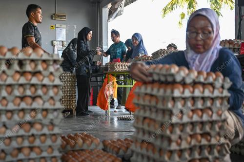 TINJAUAN TELUR AYAM