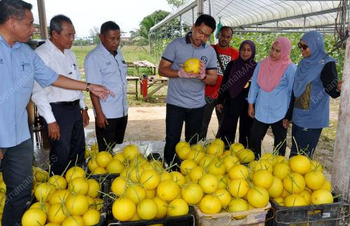 TR01_20082018_MELON