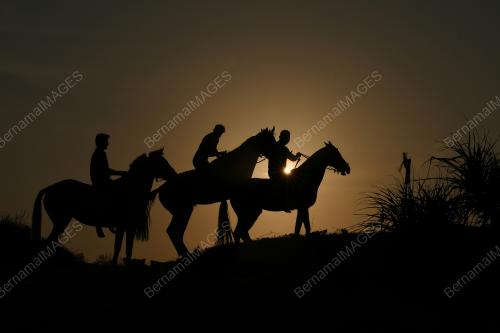 SILHOUETTE HORSE