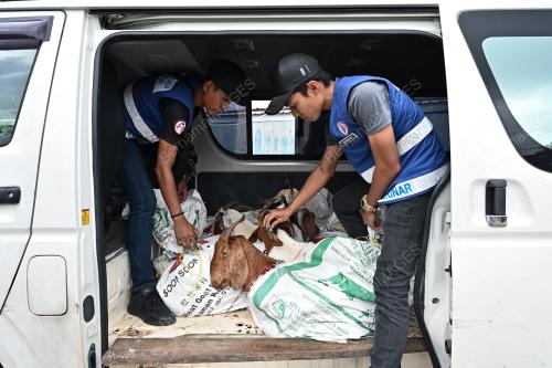 RAMPASAN KAMBING