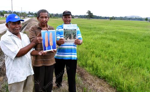 TR01_23042018_JAGUNG