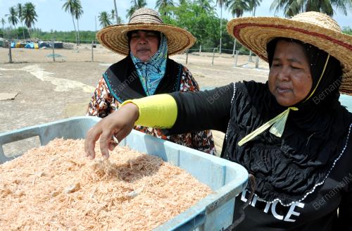 TR01_23042019_PERUSAHAAN_UDANG_BARING