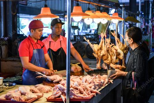 BEKALAN AYAM KURANG