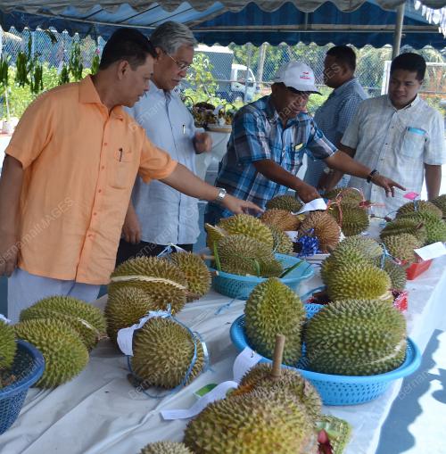 TR01_23082013_IDRIS_DURIAN