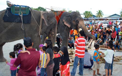 GAJAH