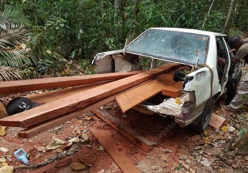 KEGIATAN CURI BALAK PADA MUSIM PKP