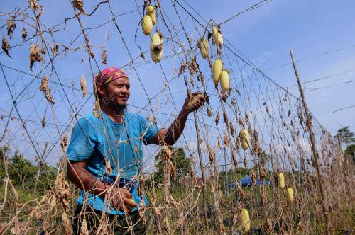 TANAMAN ROSAK CUACA PANAS