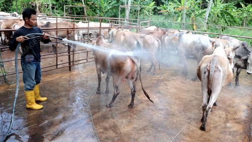 TR01_24102012_LEMBU_QURBAN