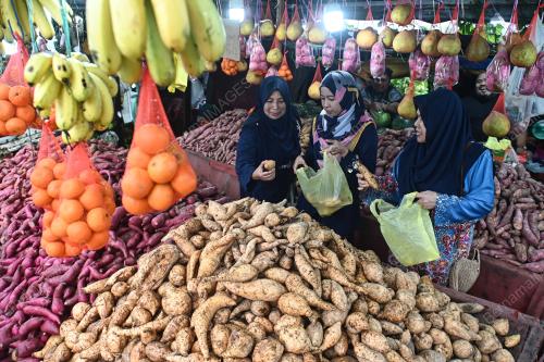 UBI LARIS MUSIM TENGKUJUH