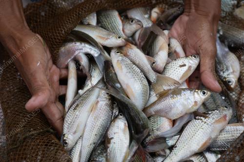 REZEKI MUSIM BANJIR