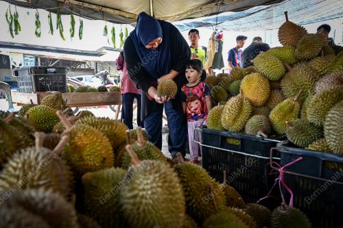 TINJAUAN PENJUAL DURIAN